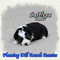 Cattleya, a female Toy Australian Shepherd for sale in Forestburg, TX – 4 of 5