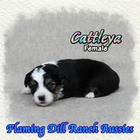 Cattleya, a female Toy Australian Shepherd for sale in Forestburg, TX – 2 of 5