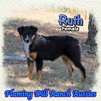 Ruth, a female Miniature Australian Shepherd for sale in Forestburg, TX – 4 of 5