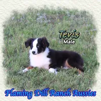 Tevis, a male Miniature Australian Shepherd for sale in Forestburg, TX – 3 of 5