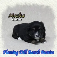 Mocha, a female Toy Australian Shepherd for sale in Forestburg, TX – 1 of 5