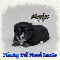 Mocha, a female Toy Australian Shepherd for sale in Forestburg, TX – 2 of 5