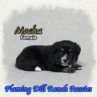 Mocha, a female Toy Australian Shepherd for sale in Forestburg, TX – 3 of 5