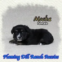 Mocha, a female Toy Australian Shepherd for sale in Forestburg, TX – 4 of 5