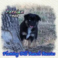 Persian, a male Miniature Australian Shepherd for sale in Forestburg, TX – 4 of 5