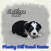 Cattleya, a female Toy Australian Shepherd for sale in Forestburg, TX – 3 of 5