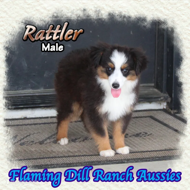 Rattler – Toy Australian Shepherd puppy for sale in Forestburg, TX