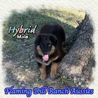 Hybrid, a male Miniature Australian Shepherd for sale in Forestburg, TX – 4 of 5