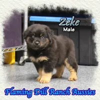 Zeke, a male Miniature Australian Shepherd for sale in Forestburg, TX – 2 of 5