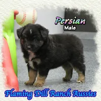 Persian, a male Miniature Australian Shepherd for sale in Forestburg, TX – 2 of 5