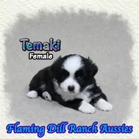 Temaki, a female Toy Australian Shepherd for sale in Forestburg, TX – 3 of 5