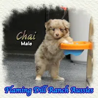Chai, a male Toy Australian Shepherd for sale in Forestburg, TX – 3 of 5