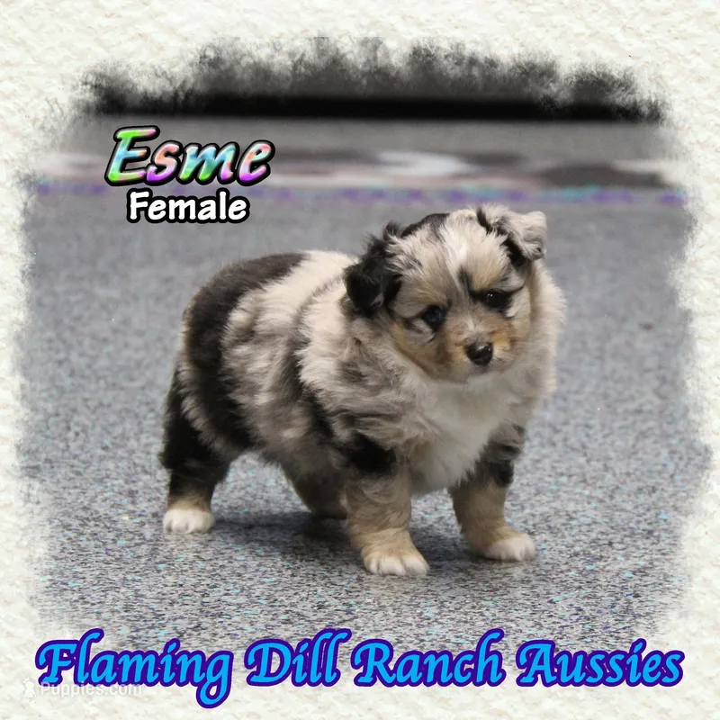 Esme – Toy Australian Shepherd puppy for sale in Forestburg, TX