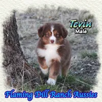 Tevin, a male Toy Australian Shepherd for sale in Forestburg, TX – Photo 4 of 5