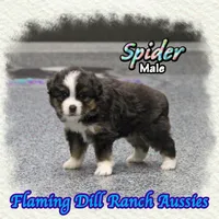 Spider, a male Toy Australian Shepherd for sale in Forestburg, TX – 2 of 5