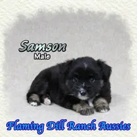 Samson, a male Miniature Australian Shepherd for sale in Forestburg, TX – 2 of 5