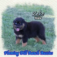 Zeke, a male Miniature Australian Shepherd for sale in Forestburg, TX – 2 of 5