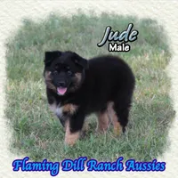 Jude, a male Miniature Australian Shepherd for sale in Forestburg, TX – 2 of 5