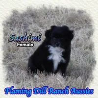 Sashimi, a female Toy Australian Shepherd for sale in Forestburg, TX – 3 of 5