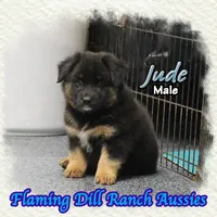 Jude, a male Miniature Australian Shepherd for sale in Forestburg, TX – 3 of 5