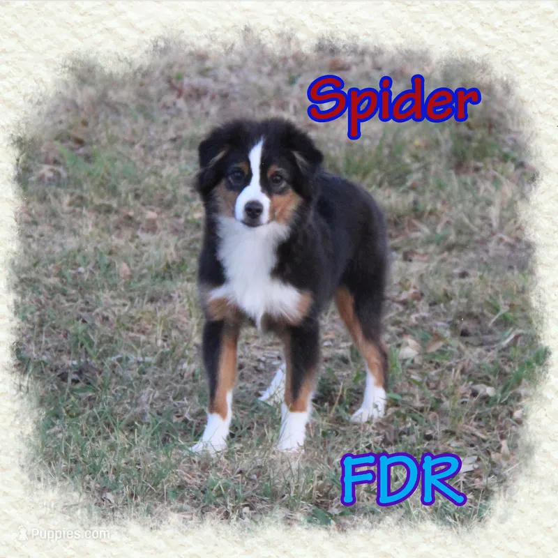 Spider – Toy Australian Shepherd puppy for sale in Forestburg, TX