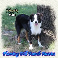 Tevis, a male Toy Australian Shepherd for sale in Forestburg, TX – 4 of 5