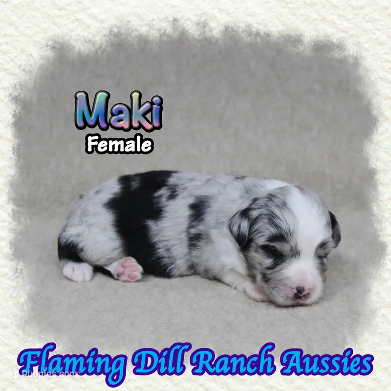 Maki – Toy Australian Shepherd puppy for sale in Forestburg, TX