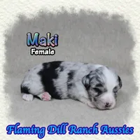 Maki, a female Toy Australian Shepherd for sale in Forestburg, TX – 1 of 5