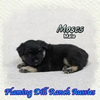 Moses, a male Miniature Australian Shepherd for sale in Forestburg, TX – 3 of 5
