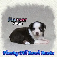 Hooper, a female Toy Australian Shepherd for sale in Forestburg, TX – 3 of 5