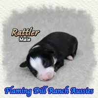 Rattler, a male Toy Australian Shepherd for sale in Forestburg, TX – 4 of 5