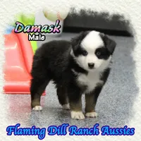 Damask, a male Miniature Australian Shepherd for sale in Forestburg, TX – 2 of 5