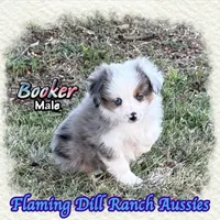 Booker, a male Toy Australian Shepherd for sale in Forestburg, TX – 3 of 5