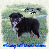 Samson, a male Miniature Australian Shepherd for sale in Forestburg, TX – 4 of 5