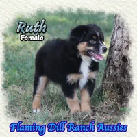 Ruth, a female Miniature Australian Shepherd for sale in Forestburg, TX – 4 of 5