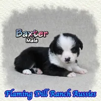 Baxter, a male Toy Australian Shepherd for sale in Forestburg, TX – 3 of 5