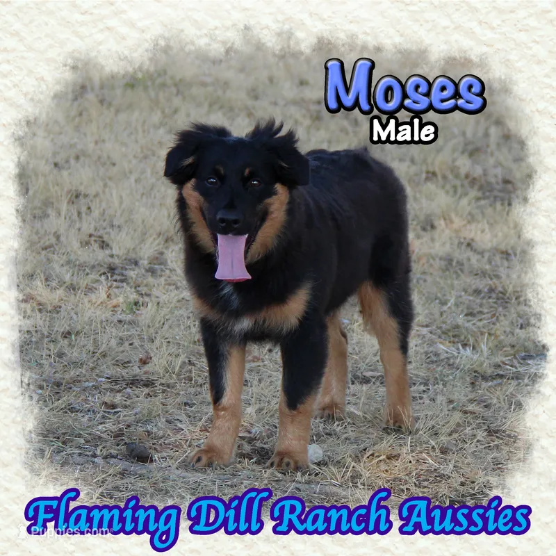 Moses – Miniature Australian Shepherd puppy for sale in Forestburg, TX