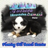Damask, a male Miniature Australian Shepherd for sale in Forestburg, TX – 4 of 5