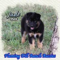 Jude, a male Miniature Australian Shepherd for sale in Forestburg, TX – 4 of 5