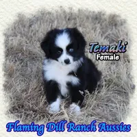 Temaki, a female Toy Australian Shepherd for sale in Forestburg, TX – 3 of 5