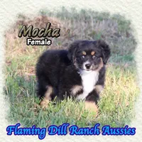 Mocha, a female Toy Australian Shepherd for sale in Forestburg, TX – 1 of 5