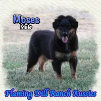 Moses, a male Miniature Australian Shepherd for sale in Forestburg, TX – 1 of 5