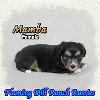 Mamba, a female Toy Australian Shepherd for sale in Forestburg, TX – 1 of 5