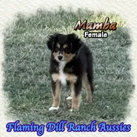 Mamba, a female Toy Australian Shepherd for sale in Forestburg, TX – 4 of 5