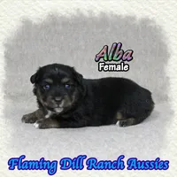 Alba, a female Miniature Australian Shepherd for sale in Forestburg, TX – 3 of 5