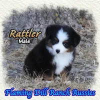 Rattler, a male Toy Australian Shepherd for sale in Forestburg, TX – 3 of 5