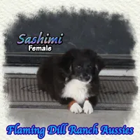 Sashimi, a female Toy Australian Shepherd for sale in Forestburg, TX – 4 of 5