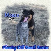 Moses, a male Miniature Australian Shepherd for sale in Forestburg, TX – 3 of 5