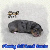 Krait, a female Toy Australian Shepherd for sale in Forestburg, TX – 1 of 5