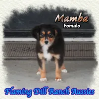 Mamba, a female Toy Australian Shepherd for sale in Forestburg, TX – 4 of 5